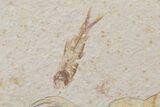 Fossil Fish (Knightia) Plate- Wyoming #111242-1